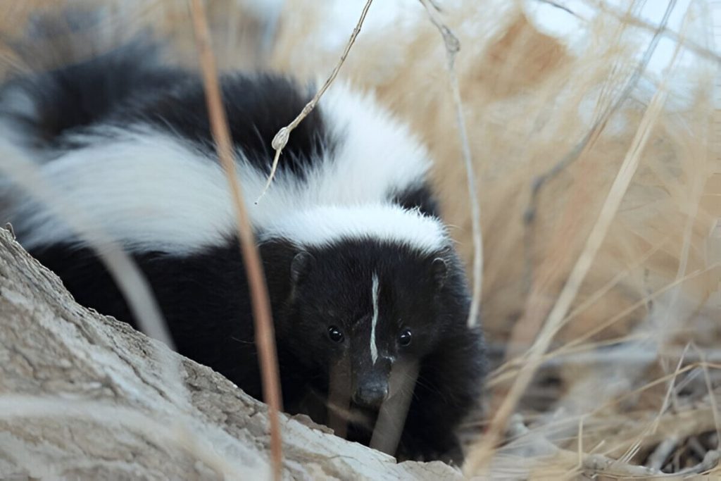 A Closer Look At Natural Foods In A Skunks Diet