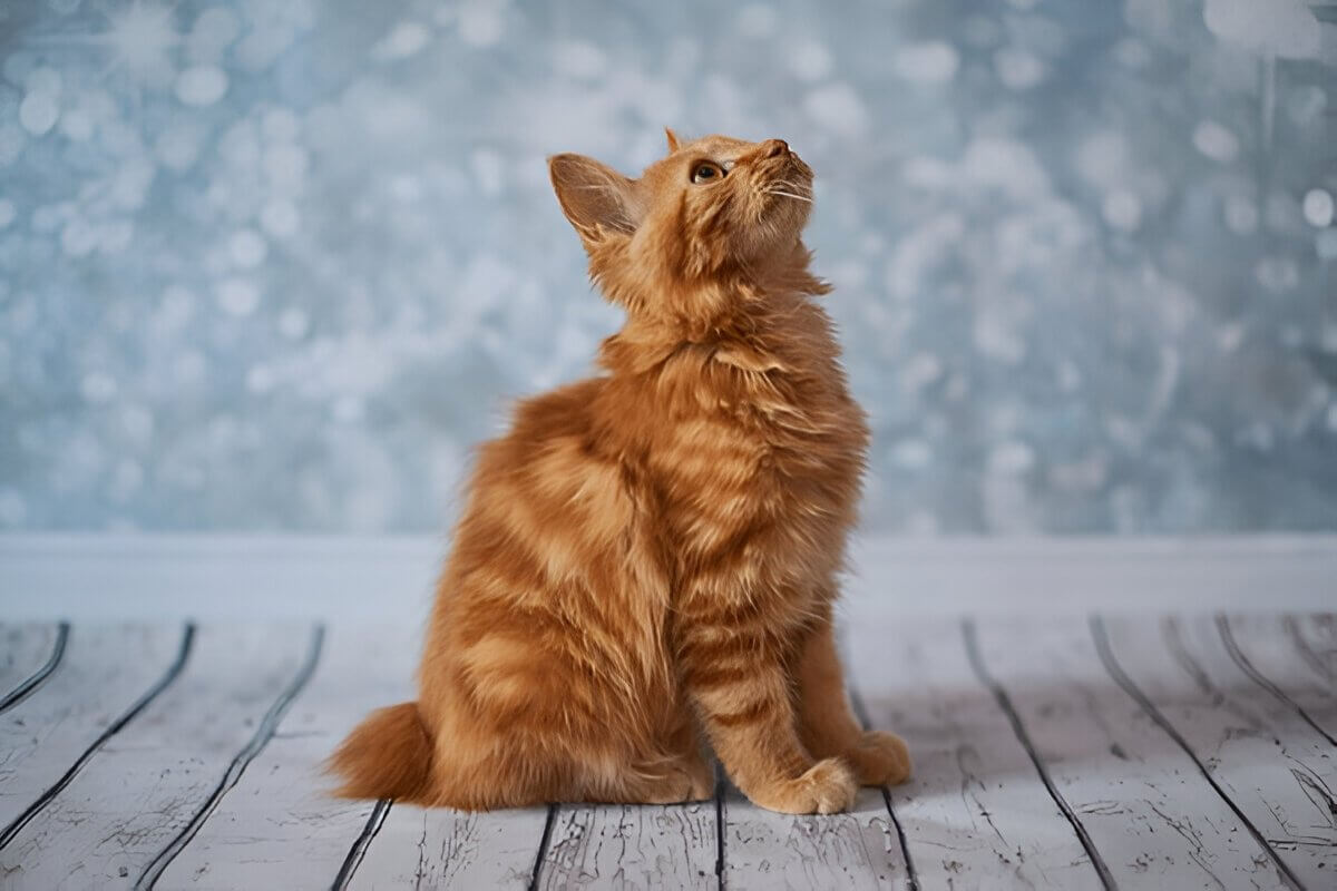 American Bobtail Understanding The Unique Characteristics Of This Remarkable Breed