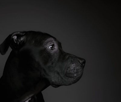 American Pitbull Breeds Temperament And Fascinating Facts