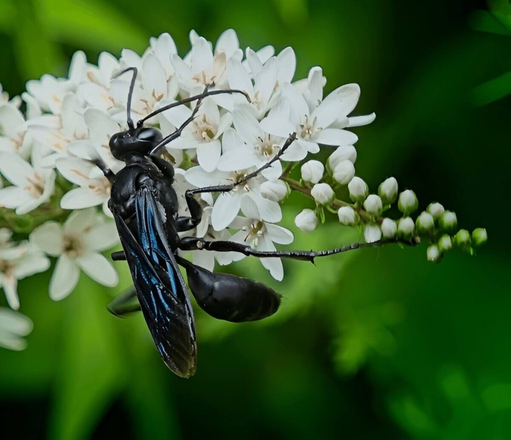 Are Black Wasps Dangerous Assessing The Risks