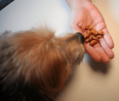 Can Dogs Eat Peanuts Everything You Need To Know