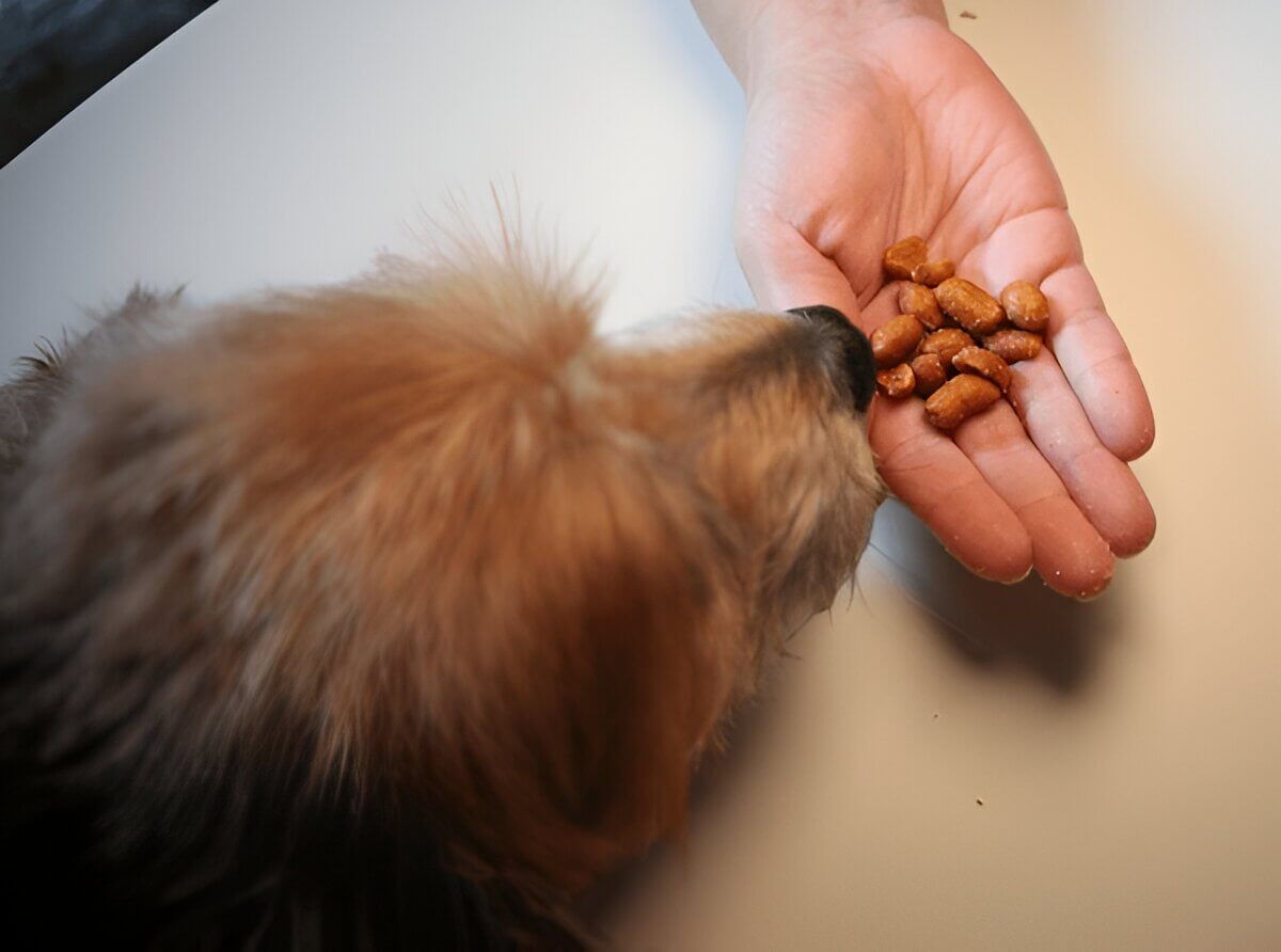 Can Dogs Eat Peanuts Everything You Need To Know