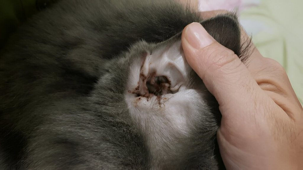 Diagnosing Ear Mite Infections