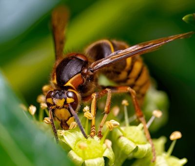 Differences Between Hornets Vs Wasps