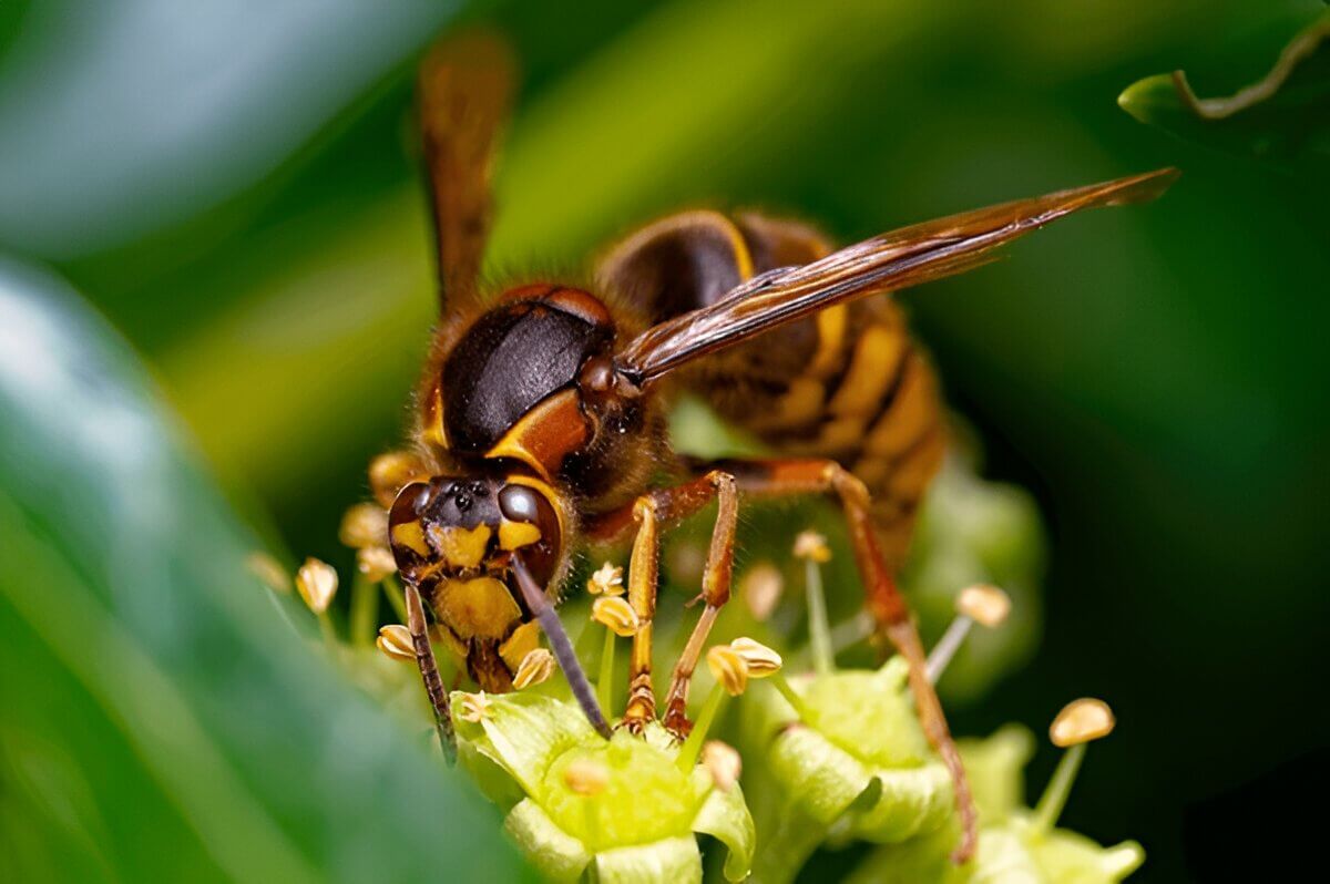 Differences Between Hornets Vs Wasps