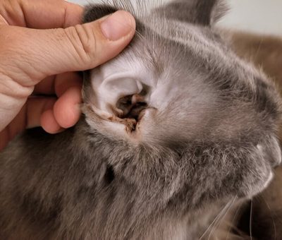 Ear Mites In Cats Causes Symptoms And Treatment