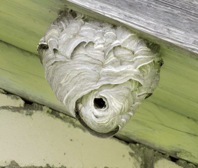 Effective Strategies On How To Get Rid Of A Wasp Nest Safely And Efficiently