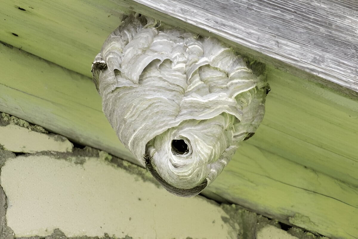 Effective Strategies On How To Get Rid Of A Wasp Nest Safely And Efficiently