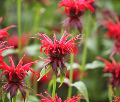 How To Grow And Care For Bee Balm