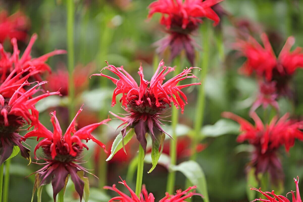 How To Grow And Care For Bee Balm