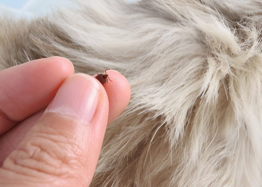 How To Identify A Mite Infestation In Your Dog