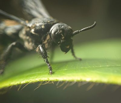 How To Identify And Get Rid Of Black Wasps An Informative Guide