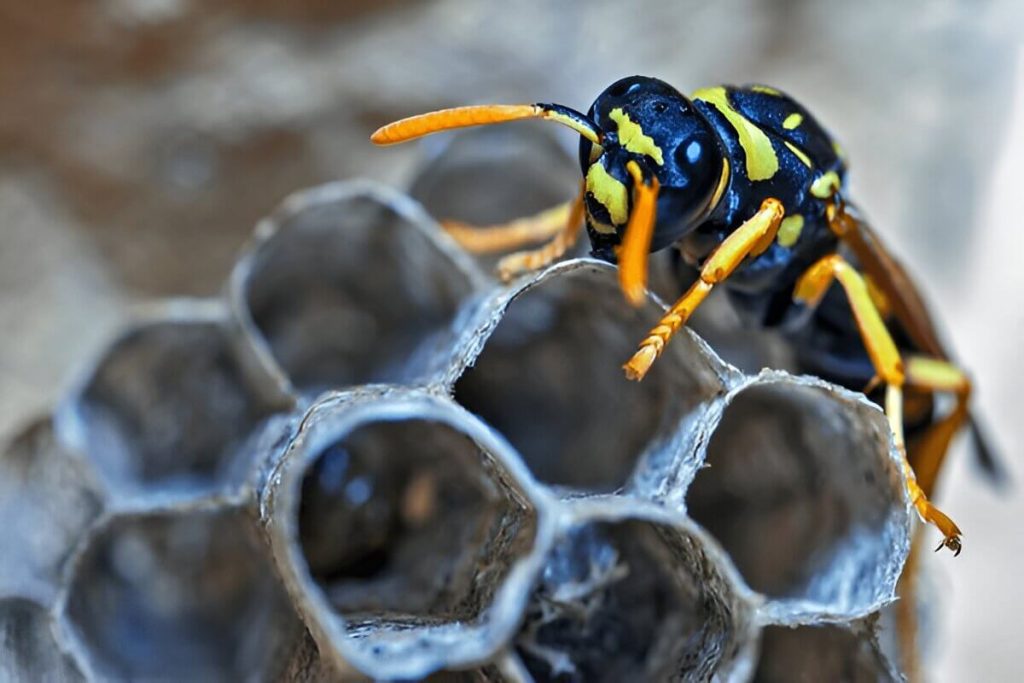 Identifying Different Types Of Wasps And Their Nests