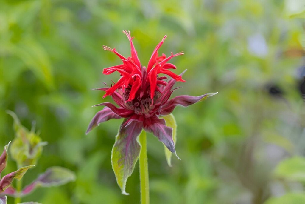 Step By Step Guide To Planting Bee Balm In Your Garden