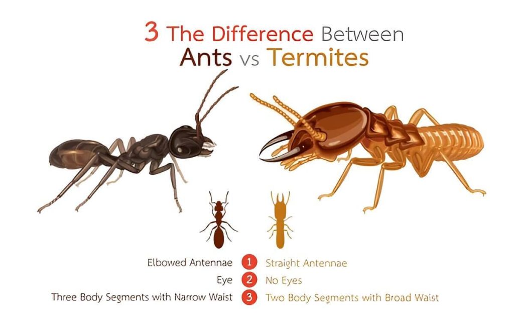 Termites Vs Ants How To Spot The Differences