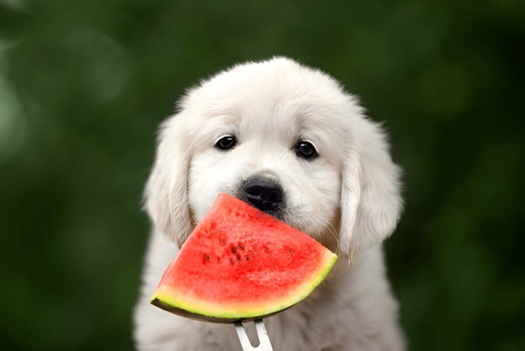 The Nutritional Benefits And Potential Risks Of Watermelon For Dogs