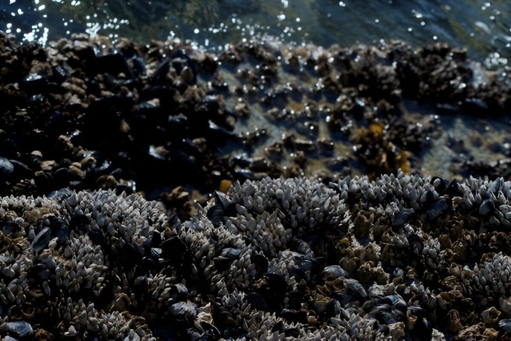 Types Of Barnacles Exploring Different Species And Their Habitats