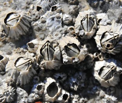 What Are Barnacles Understanding These Fascinating Marine Creatures