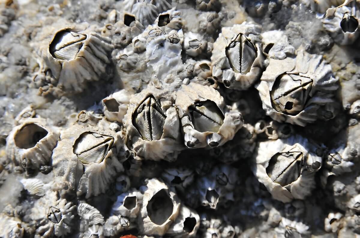 What Are Barnacles Understanding These Fascinating Marine Creatures