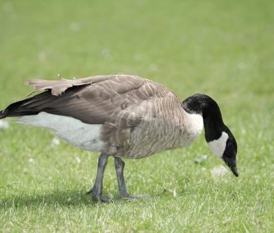 What Do Ducks Eat A Guide To Duck Diets In The Wild And At Home