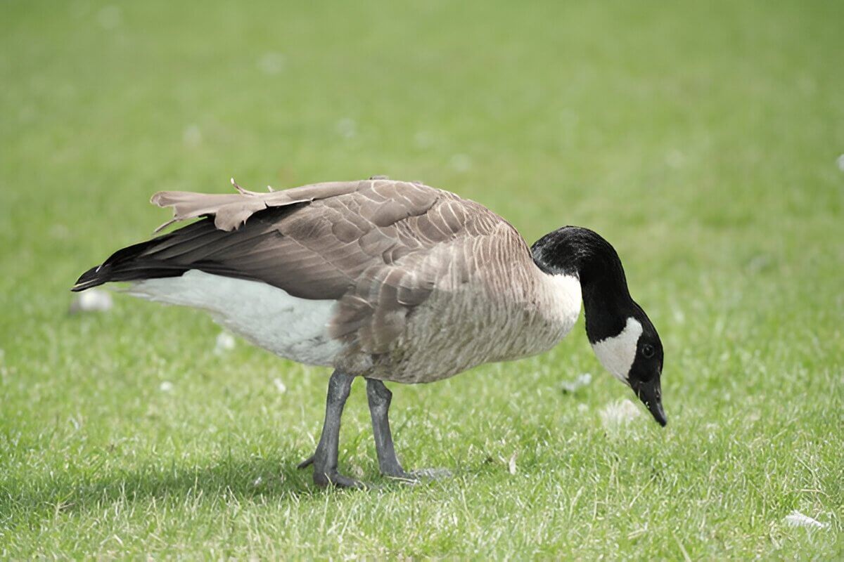 What Do Ducks Eat A Guide To Duck Diets In The Wild And At Home