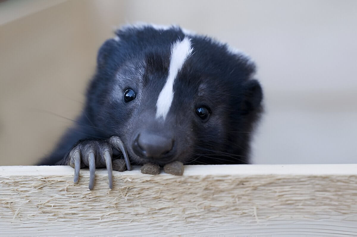 What Do Skunks Eat A Detailed Look At The Diet Of These Fascinating Creatures