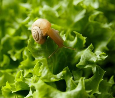 What Do Snails Eat A Comprehensive Guide To Snail Diets