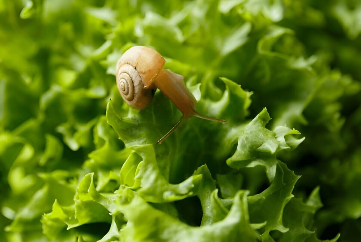 What Do Snails Eat A Comprehensive Guide To Snail Diets