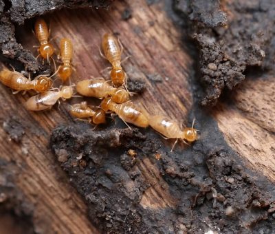 What Do Termites Look Like Identifying These Common Pests