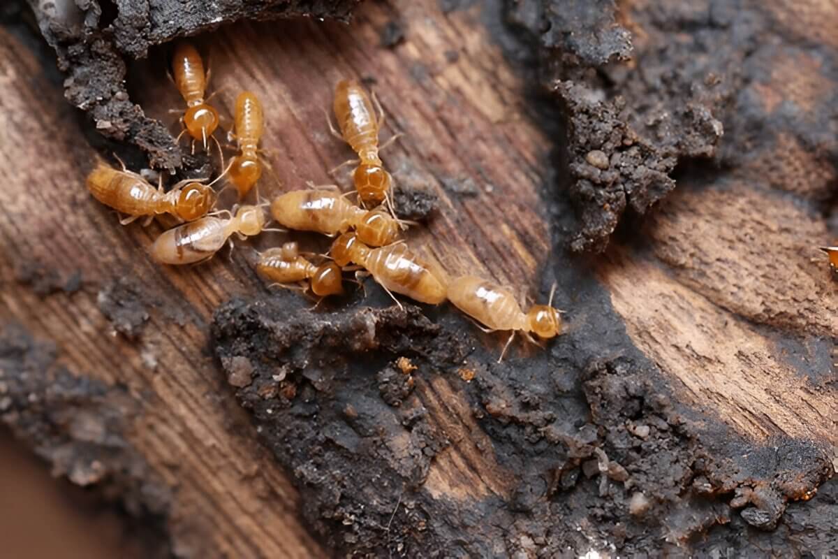 What Do Termites Look Like Identifying These Common Pests